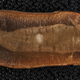 Fósil de un Tullimonstrum gregarium. Foto: Universidad de Yale